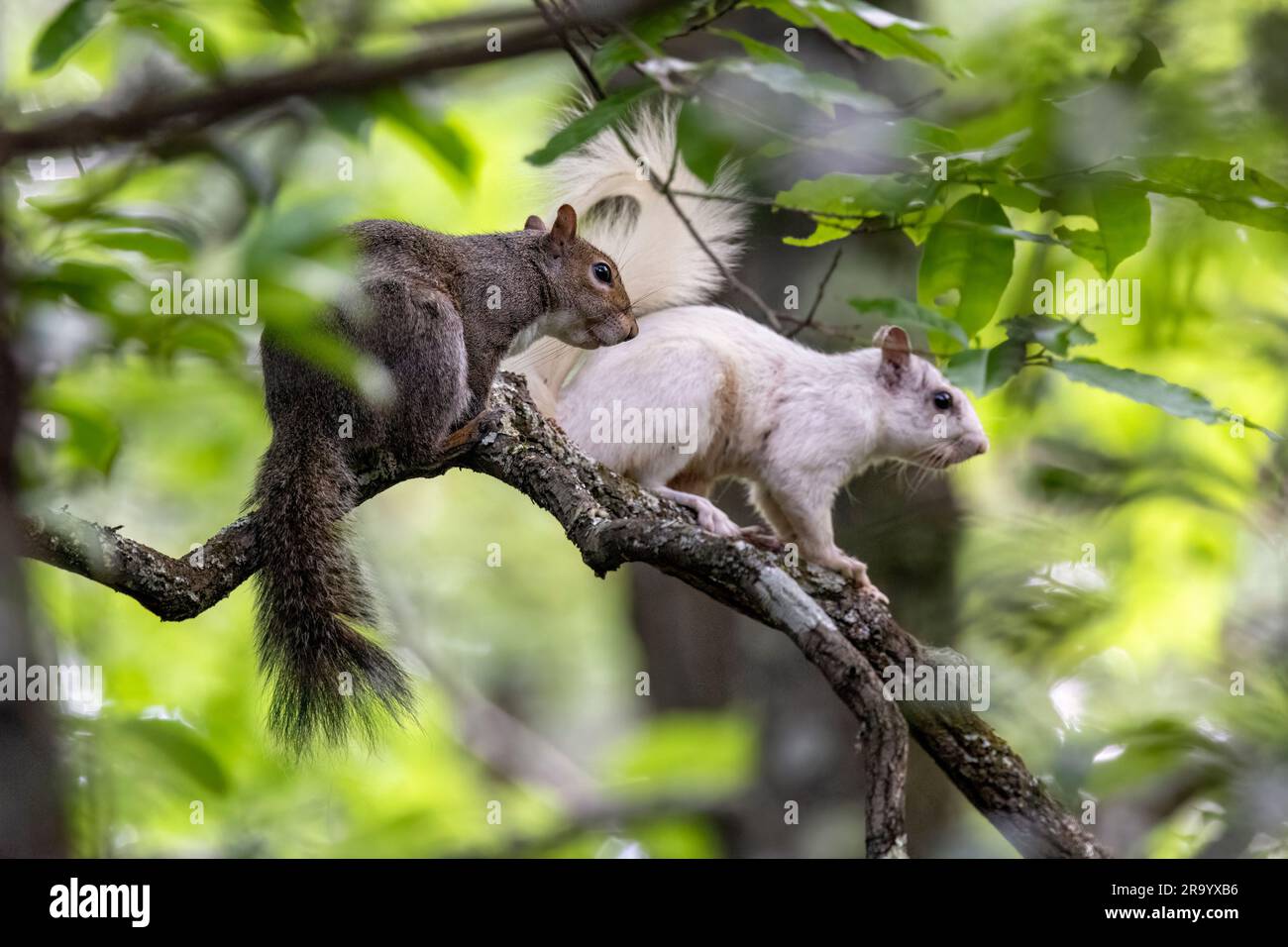 Eastern Gray Squirrels (Sciurus carolinensis) uno è una variante di colore "scoiattolo bianco" - Brevard, North Carolina, USA Foto Stock