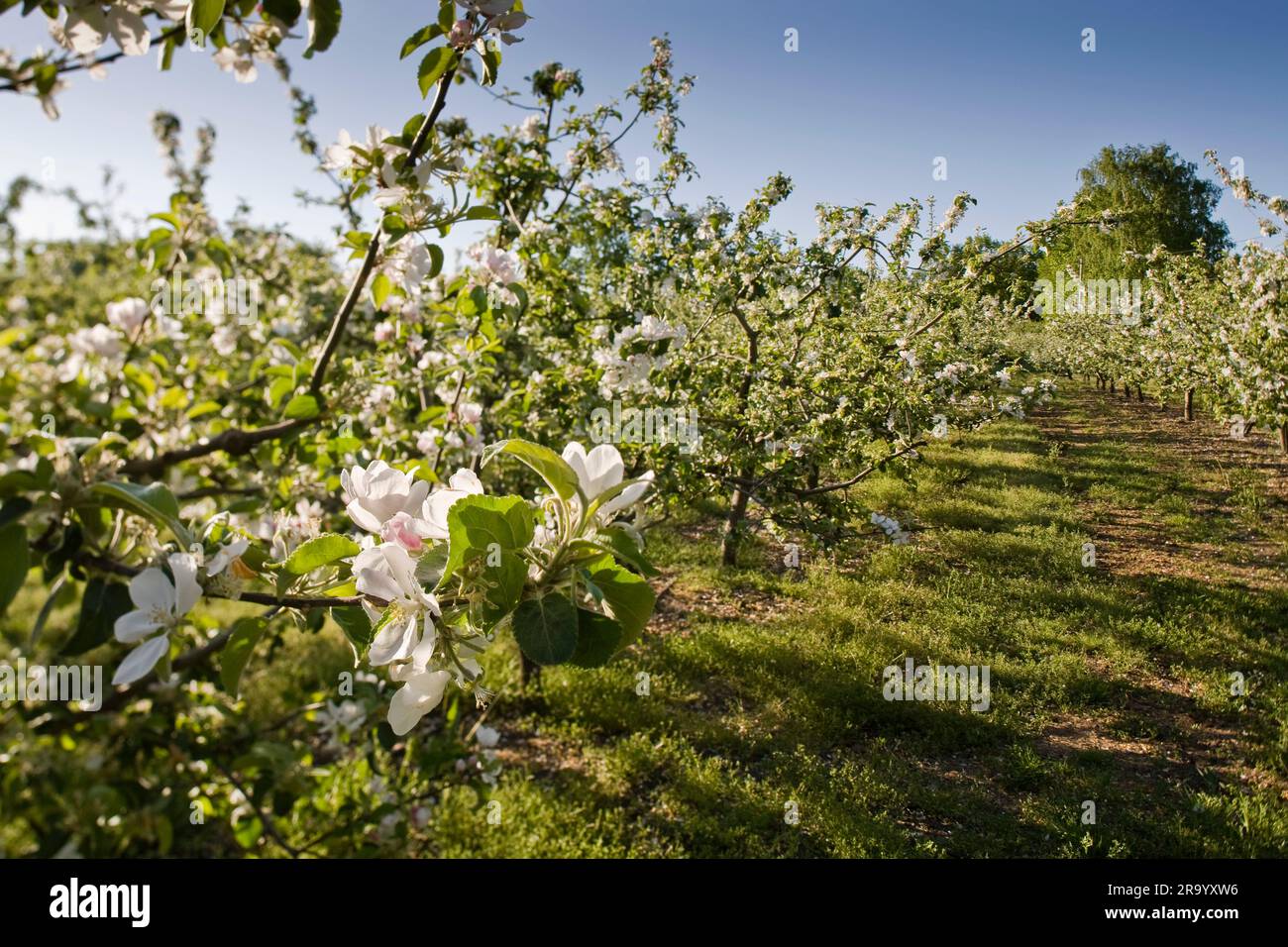 Primo piano dei fiori in fiore sul melo contro il cielo azzurro. Skane, Svezia. Foto Stock