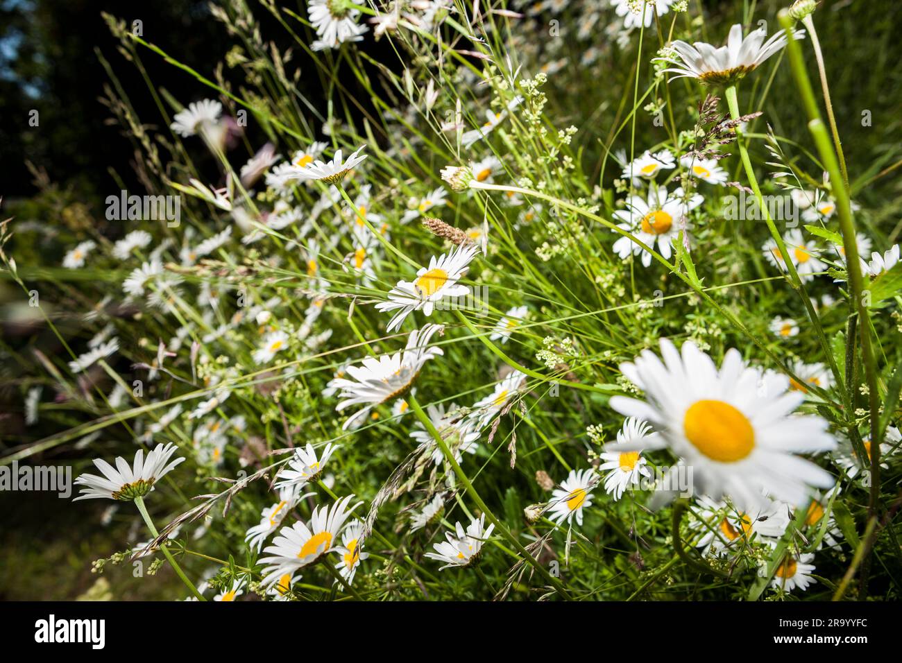 Primo piano del prato Oxeye Daisy Foto Stock