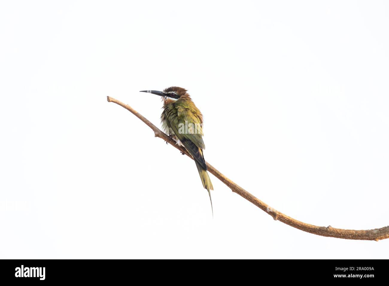 Il mangiatore di api d'oliva è seduto sul ramo. Merops superciliosus nel parco del Madagascar. Piccolo uccello verde con becco lungo e striscia bianca sulla testa. Foto Stock