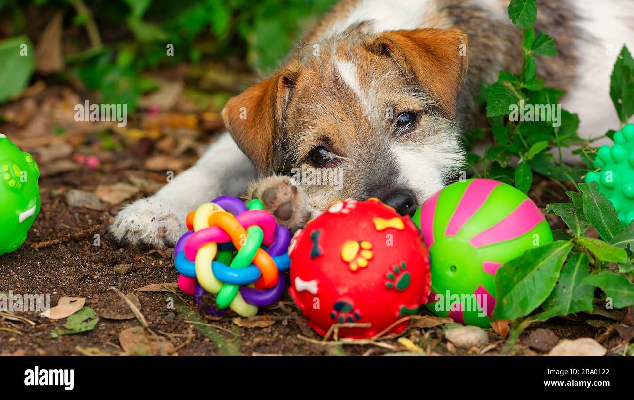 Un cane carino è all'aperto a giocare con i suoi giocattoli colorati Foto Stock