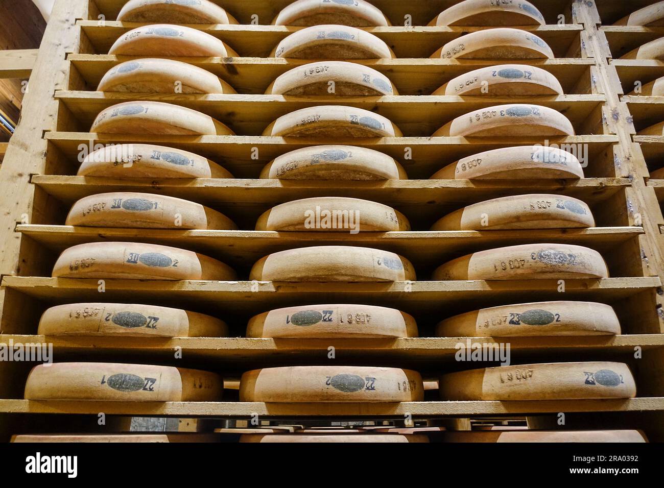 Mole di formaggio impilate nella cantina di stagionatura di Fort Saint Antoine, Franca Contea, Francia Foto Stock