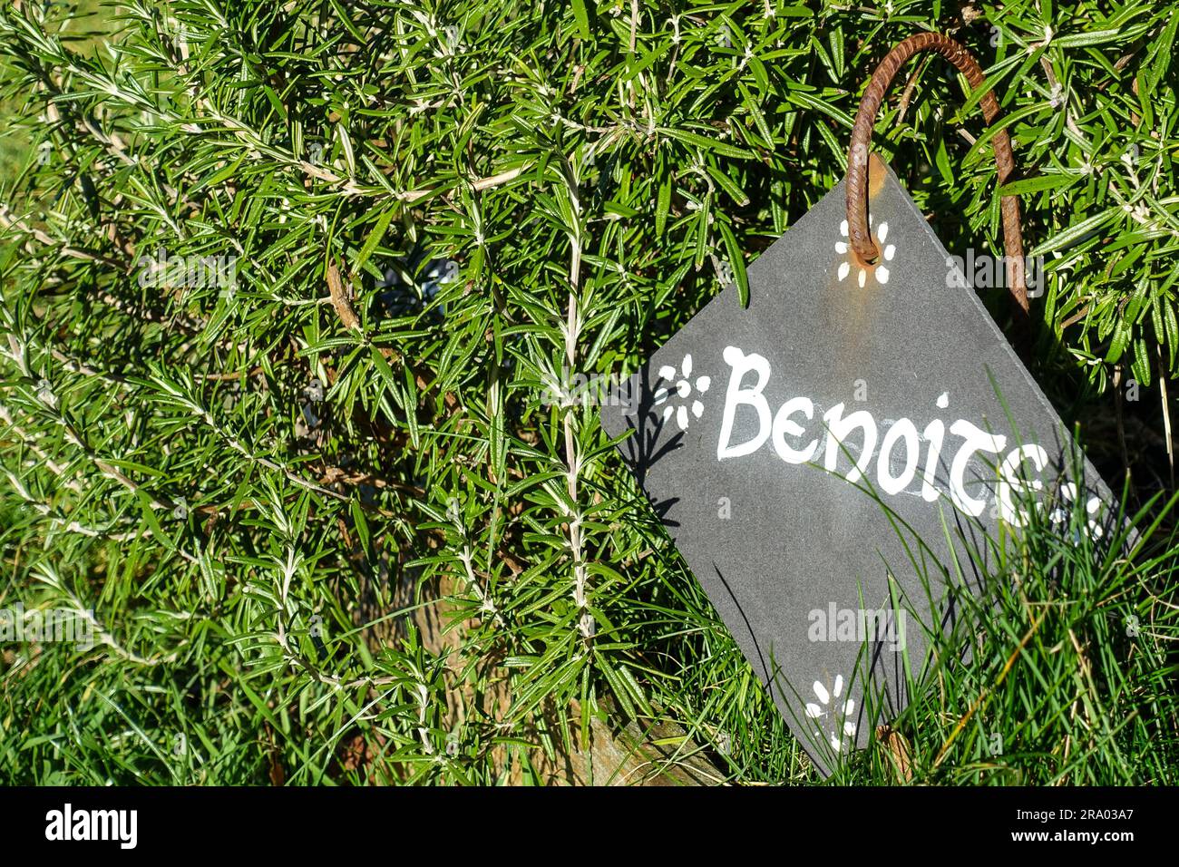 Nome Benoite (geum) segnato su un'ardesia in un giardino in Francia Foto Stock
