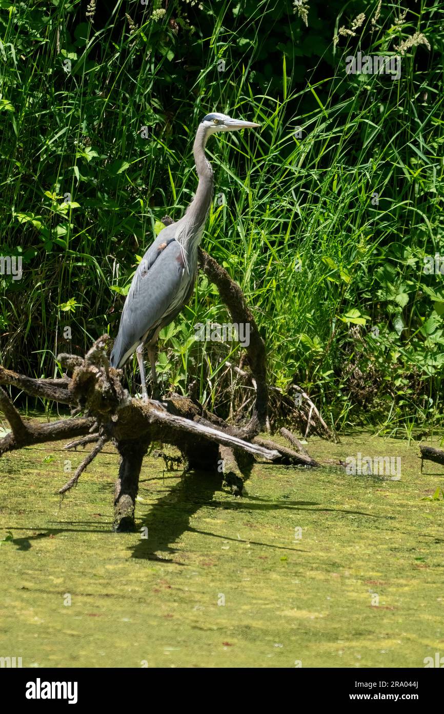 Ridgefield National Wildlife Refuge, Ridgefield, Washington, USA. Great Blue Heron arroccato su un tronco sopra un ruscello coperto di muschio. Foto Stock