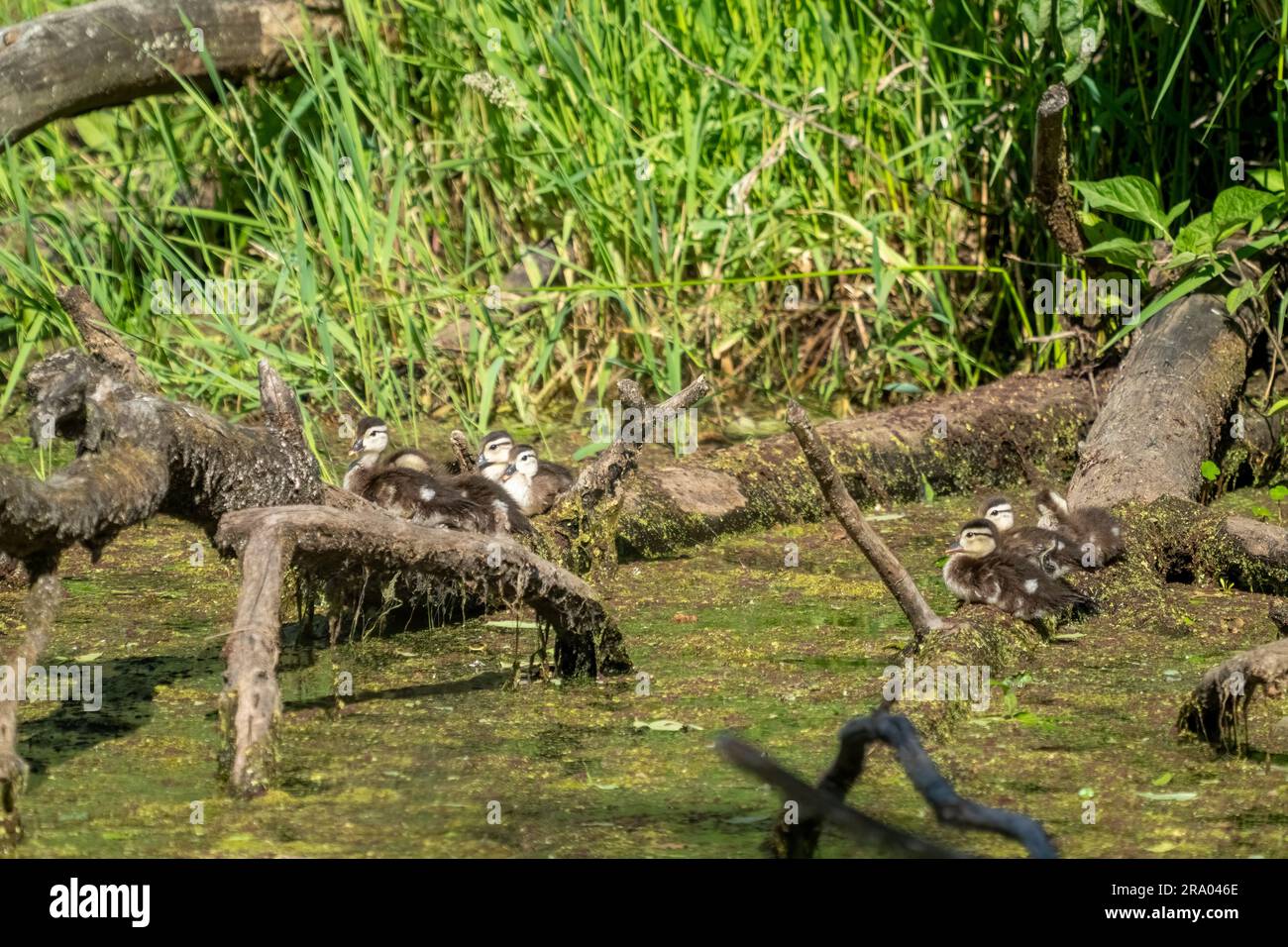 Ridgefield National Wildlife Refuge, Ridgefield, Washington, USA. Pulcini d'anatra in legno appoggiati su un tronco sopra un ruscello coperto di muschio. Foto Stock