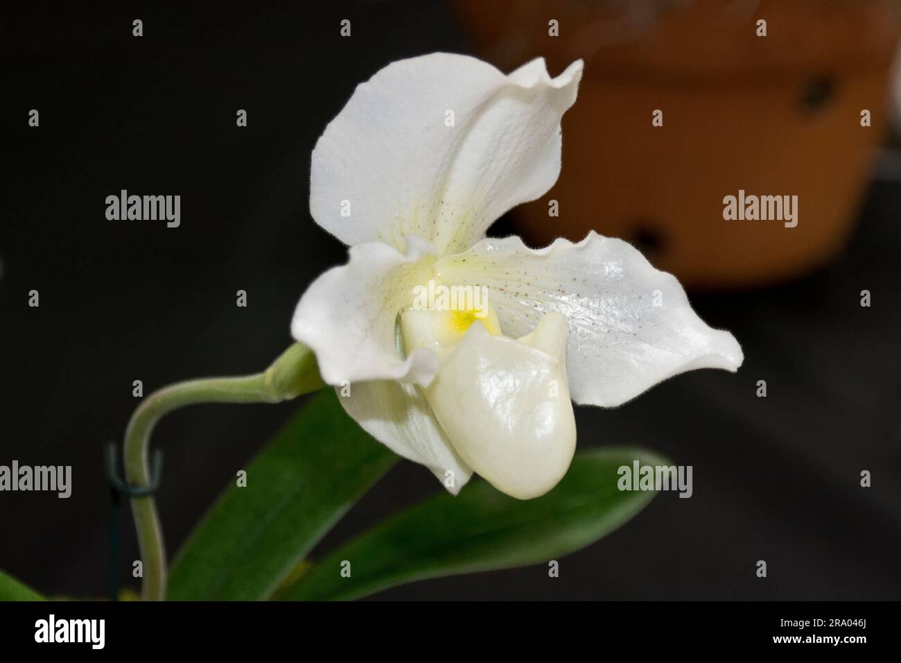 Foto di primo piano di un fiore di orchidea bianca, brillante e bella, con ciabatta bianca Foto Stock