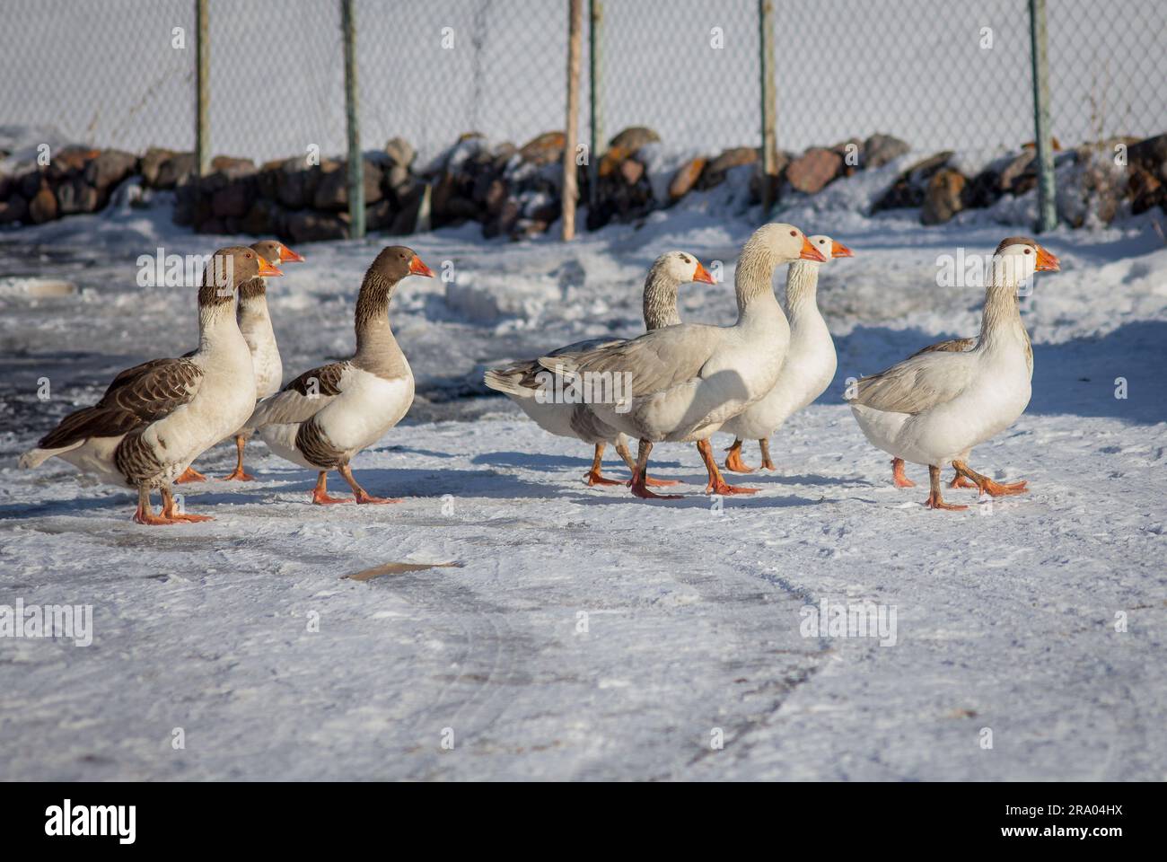 Oche in un cortile di campagna. Allevamento avicolo all'aperto. Oche allevate all’aperto, anatre e galline nell’allevamento avicolo Foto Stock
