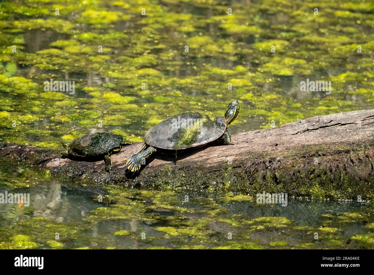 Ridgefield National Wildlife Refuge, Ridgefield, Washington, USA. Due tartarughe dipinte occidentali che prendono il sole su un tronco in un ruscello coperto di muschio Foto Stock