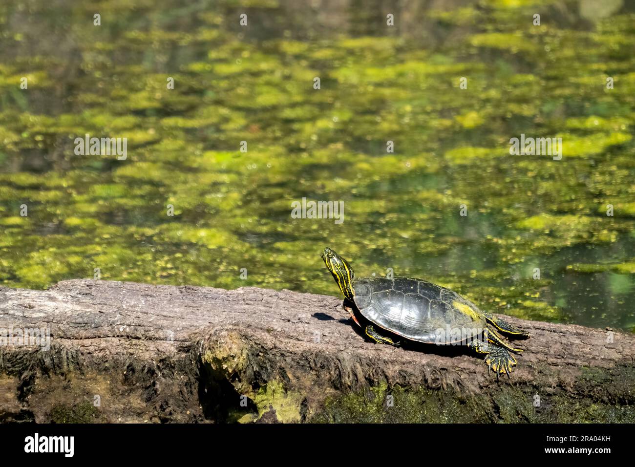 Ridgefield National Wildlife Refuge, Ridgefield, Washington, USA. La tartaruga dipinta occidentale che prende il sole su un tronco in un ruscello coperto di muschio Foto Stock
