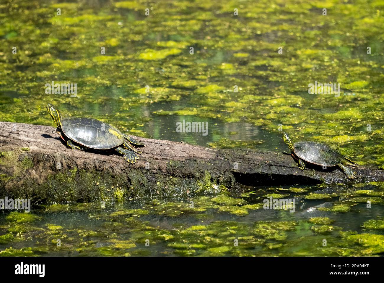 Ridgefield National Wildlife Refuge, Ridgefield, Washington, USA. Due tartarughe dipinte occidentali che prendono il sole su un tronco in un ruscello coperto di muschio Foto Stock