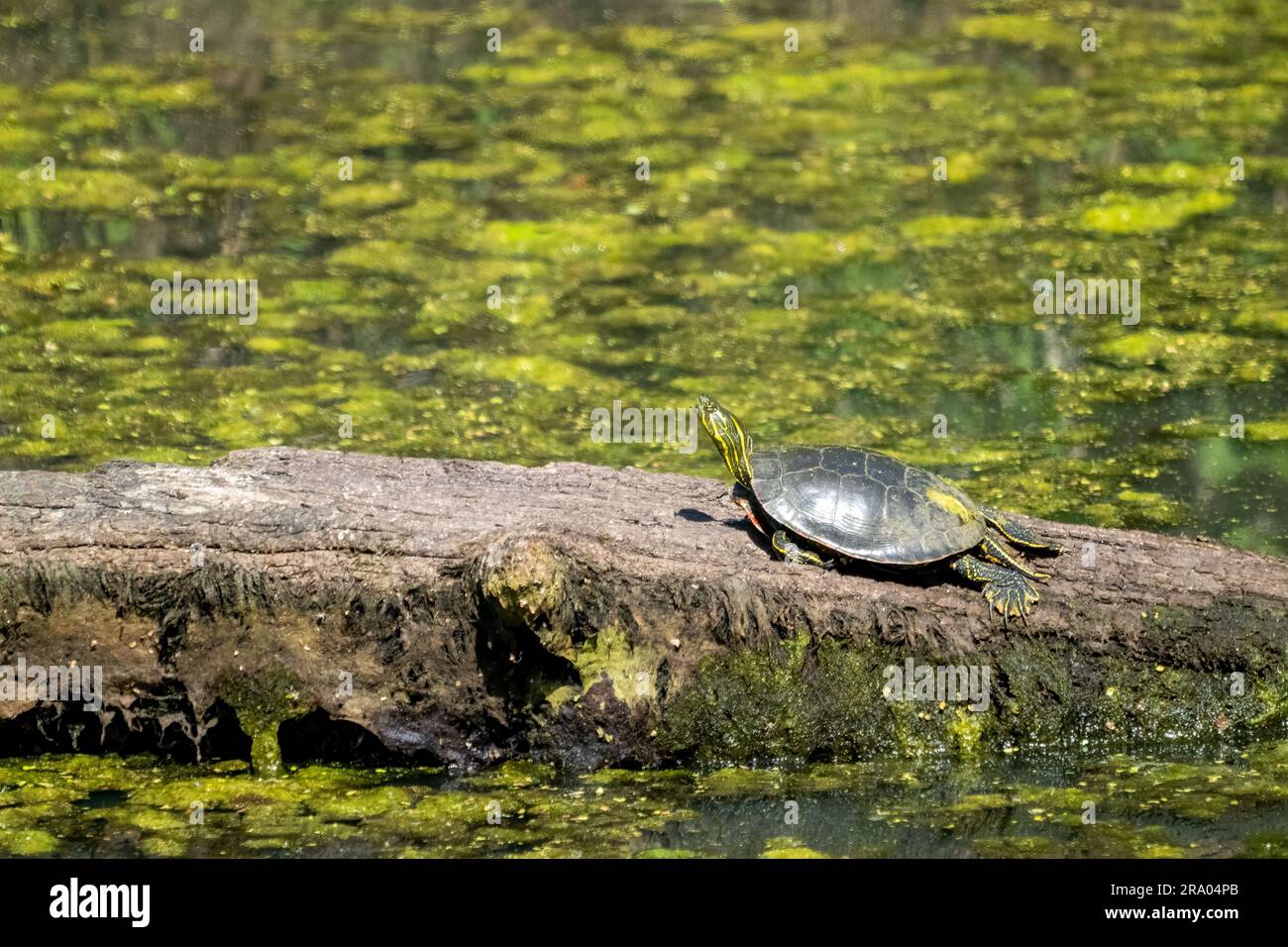 Ridgefield National Wildlife Refuge, Ridgefield, Washington, USA. La tartaruga dipinta occidentale che prende il sole su un tronco in un ruscello coperto di muschio Foto Stock