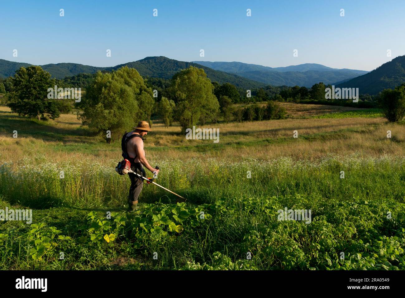 Al tramonto, un contadino taglia l'erba alta intorno al suo orto utilizzando un rifinitore sul suo campo. Lo sfondo mostra prati e colline Foto Stock