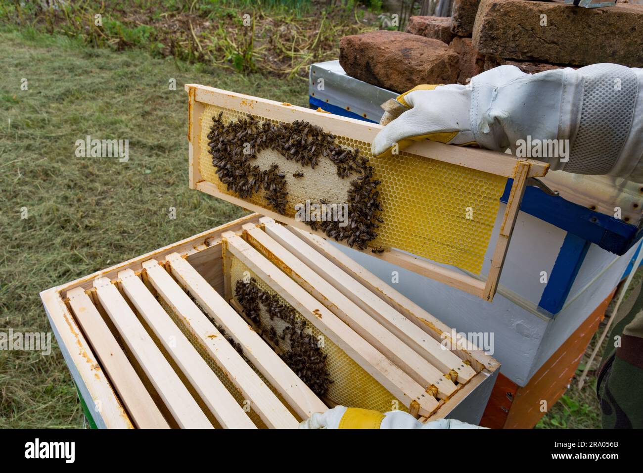 Il guanto di un apicoltore regge un telaio con api e miele ricoperto sopra un alveare aperto all'apiario, che rappresenta il concetto di apicoltura Foto Stock