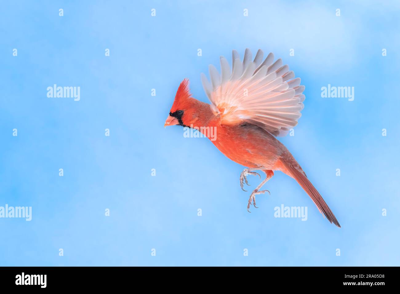Cardinale del Nord maschio (Cardinalis cardinalis), in volo, contro il cielo blu, Nord America orientale, di Dominique Braud/Dembinsky Photo Assoc Foto Stock