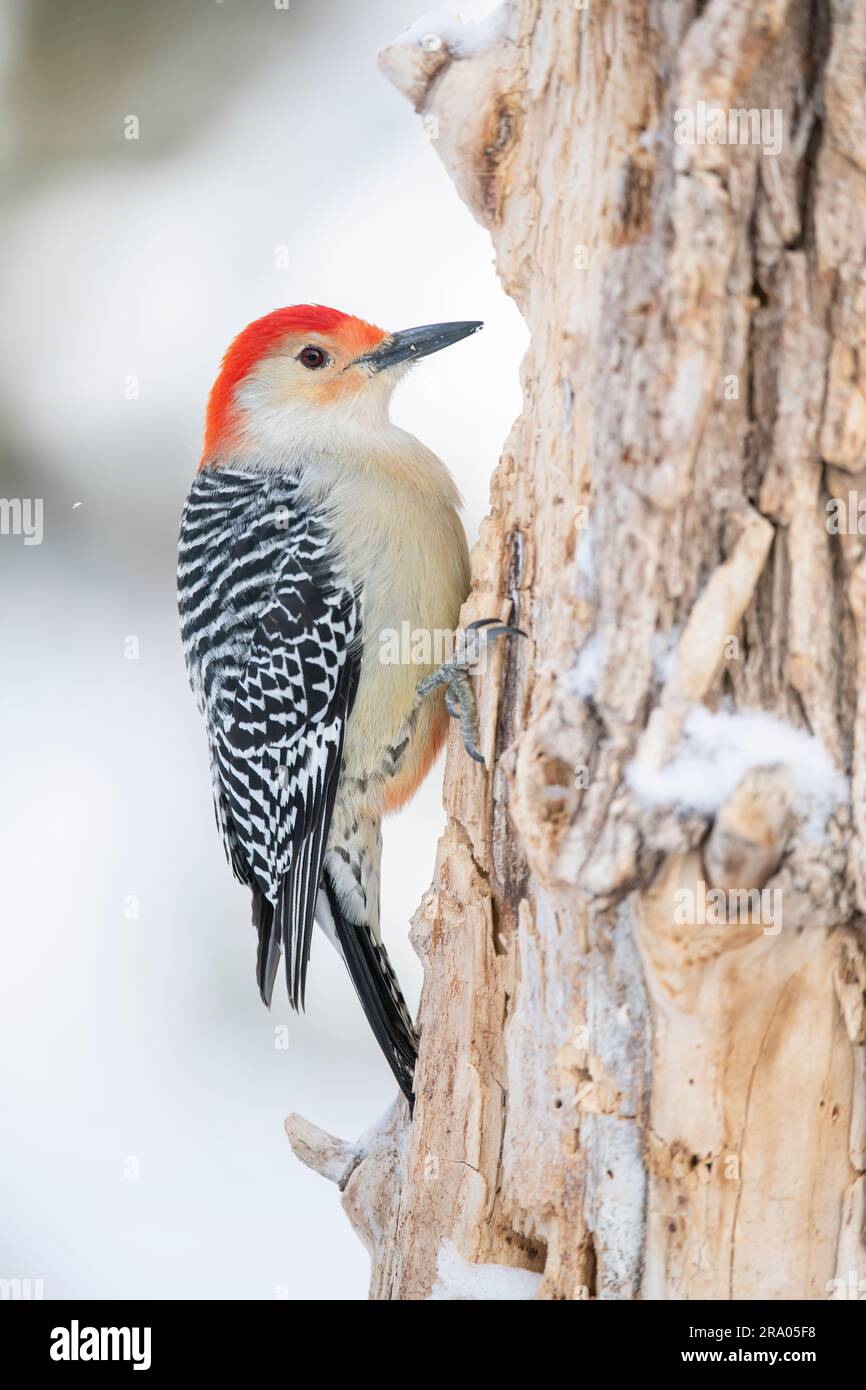 Picchio di legna con il becco rosso (Melanerpes carolinus), maschio, Inverno, Nord America orientale, di Dominique Braud/Dembinsky Photo Assoc Foto Stock