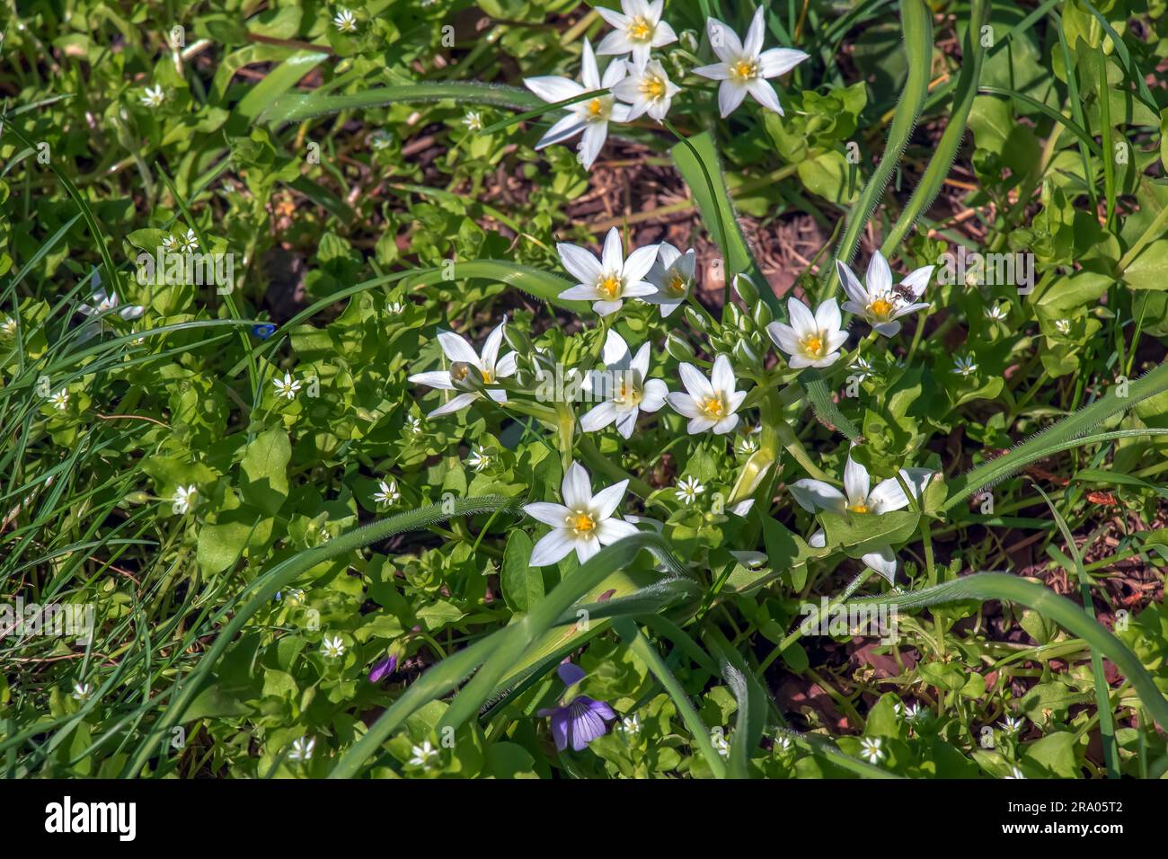 Ornithogalum umbellatum, la stella del giardino di Betlemme, il giglio d'erba, il pisolino a mezzogiorno o la signora delle undici, Una specie del genere Ornithogalum, nel SA Foto Stock