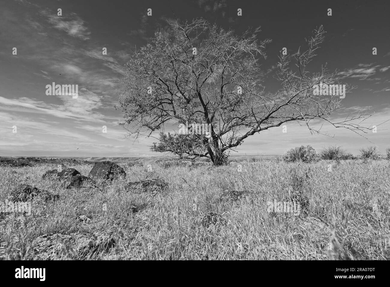 Una foto in bianco e nero di un piccolo albero in piedi sotto un cielo limpido e luminoso in un campo di erba secca stratificata di rocce vicino a Hagerman, Idaho. Foto Stock