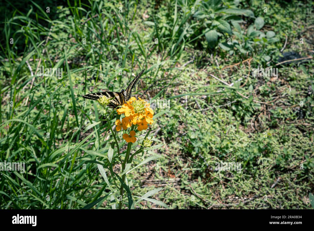 Farfalla a coda di rondine su un fiore selvatico Foto Stock