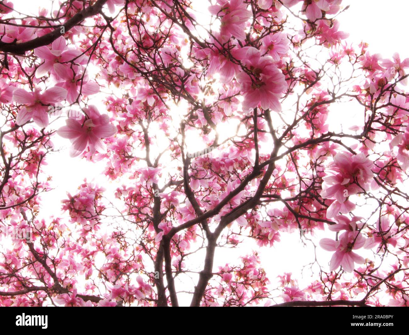 la magnolia rosa fiorisce contro un cielo rovesciato Foto Stock