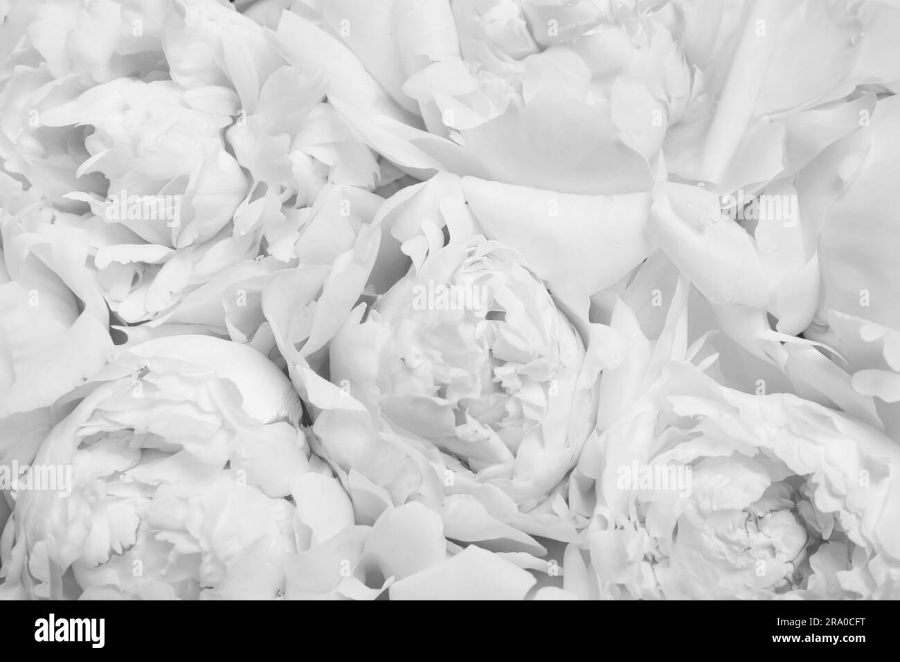 Bellissimi fiori di peonia bianchi come sfondo, primo piano Foto Stock