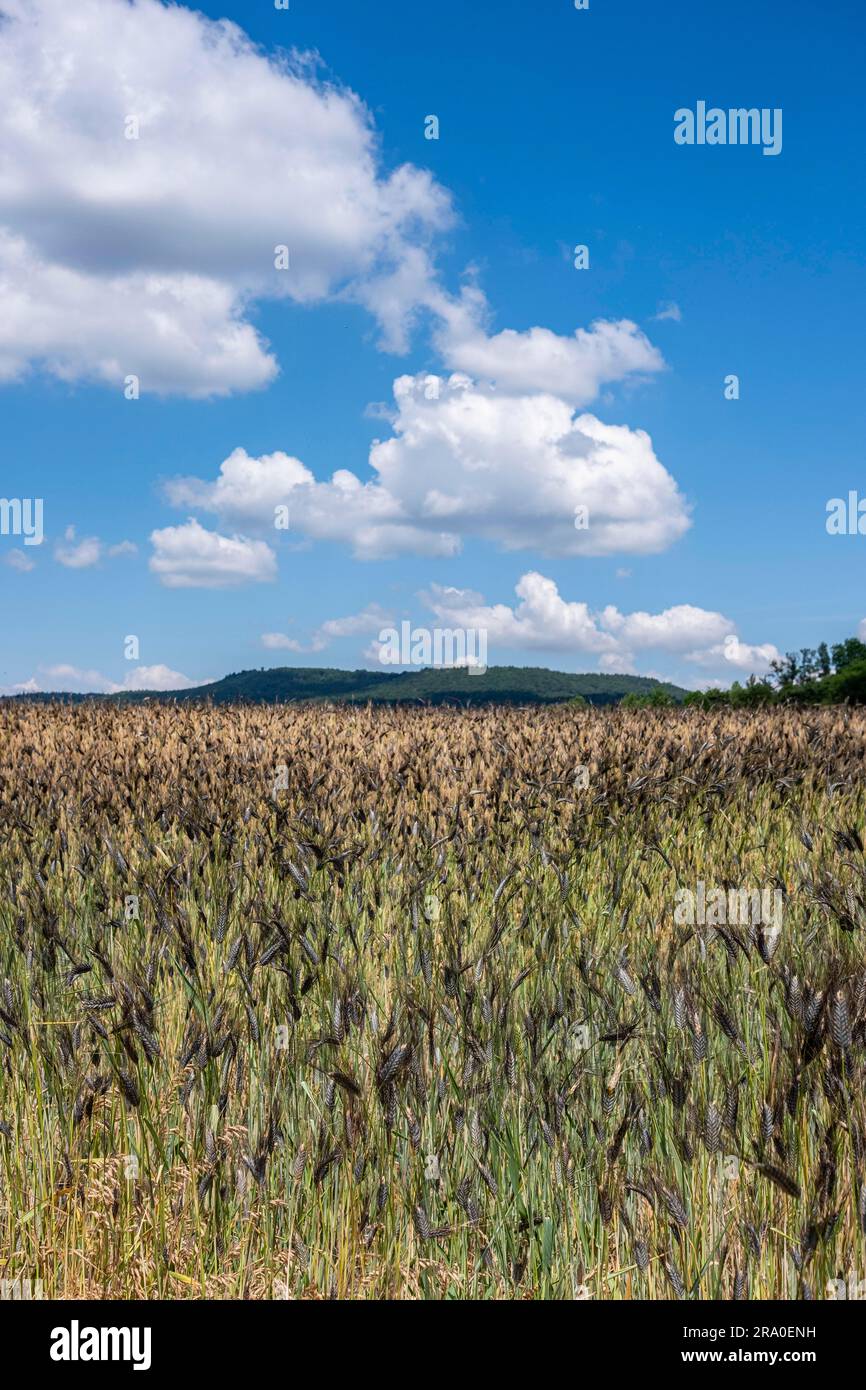 Emmer nero, campo all'inizio dell'estate vicino a Hofheim nella bassa Franconia Foto Stock