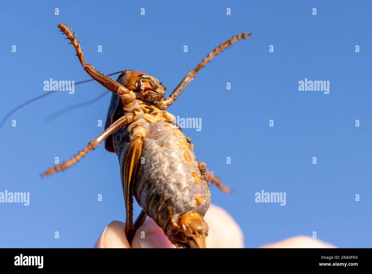 Cricket mormone tenuto dalla mano umana per la scala. Mandibole inferiori e addome. Foto Stock