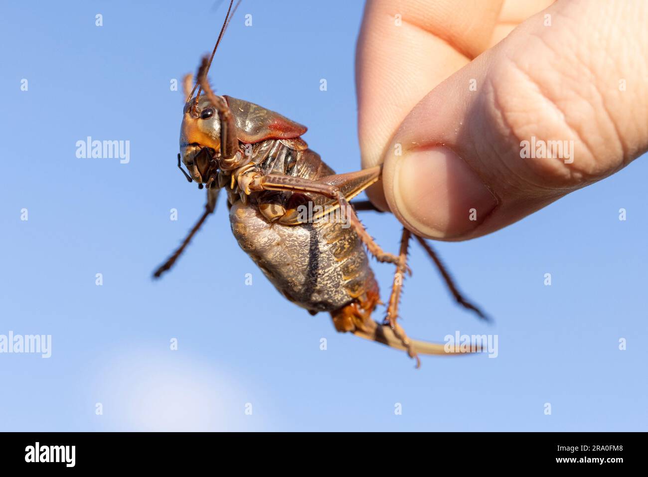 Cricket mormone tenuto dalla mano umana per la scala. Un grande parassita illeso si è trovato migrando attraverso il deserto Foto Stock