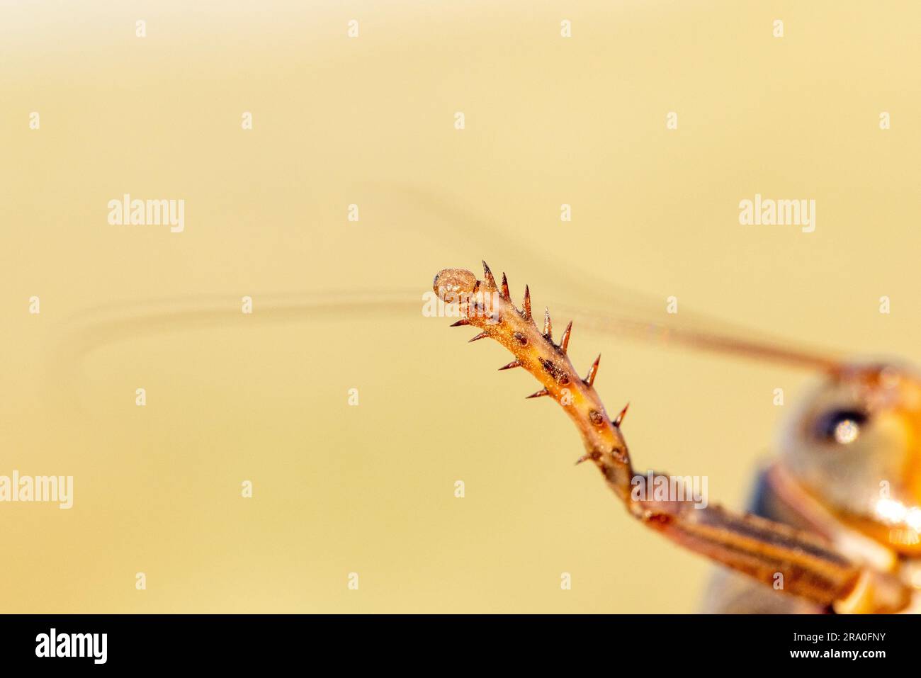 Cricket primo piano macro dettagli di una singola gamba Foto Stock