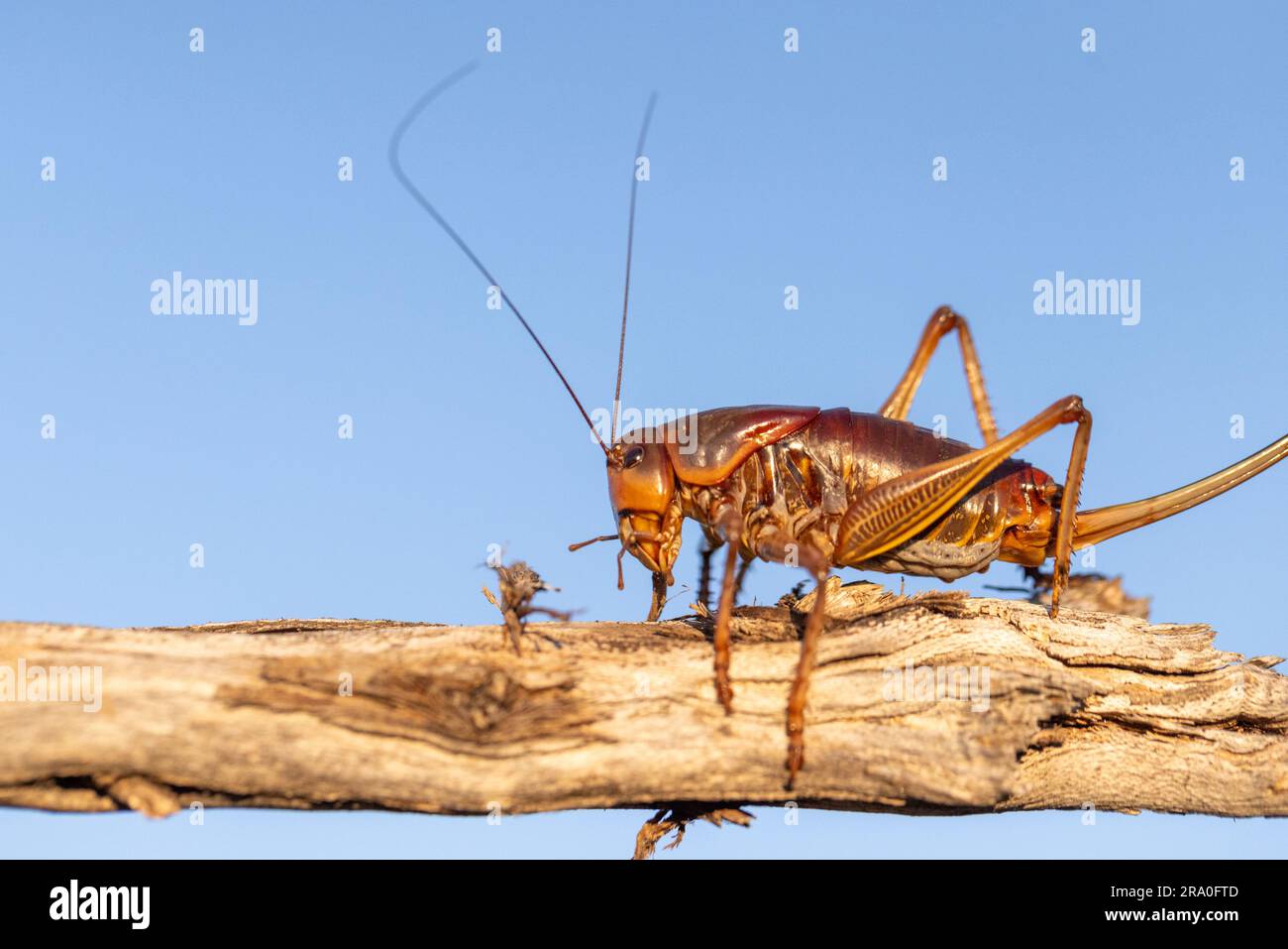 Cricket femminile marrone dorato con lunghe antenne su un bastoncino alla luce della sera Foto Stock