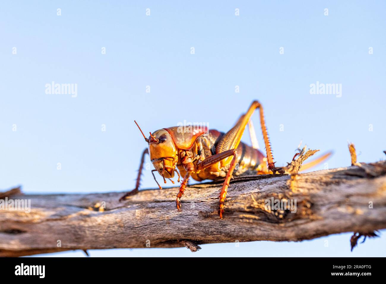 Cricket marrone dorato su un bastone alla luce della sera Foto Stock