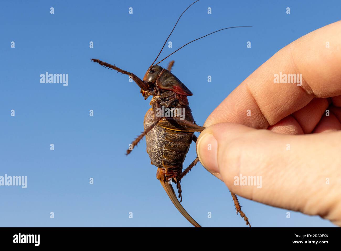 Mano umana di cricket mormone per scala. Vista macro ravvicinata contro il cielo. Foto Stock