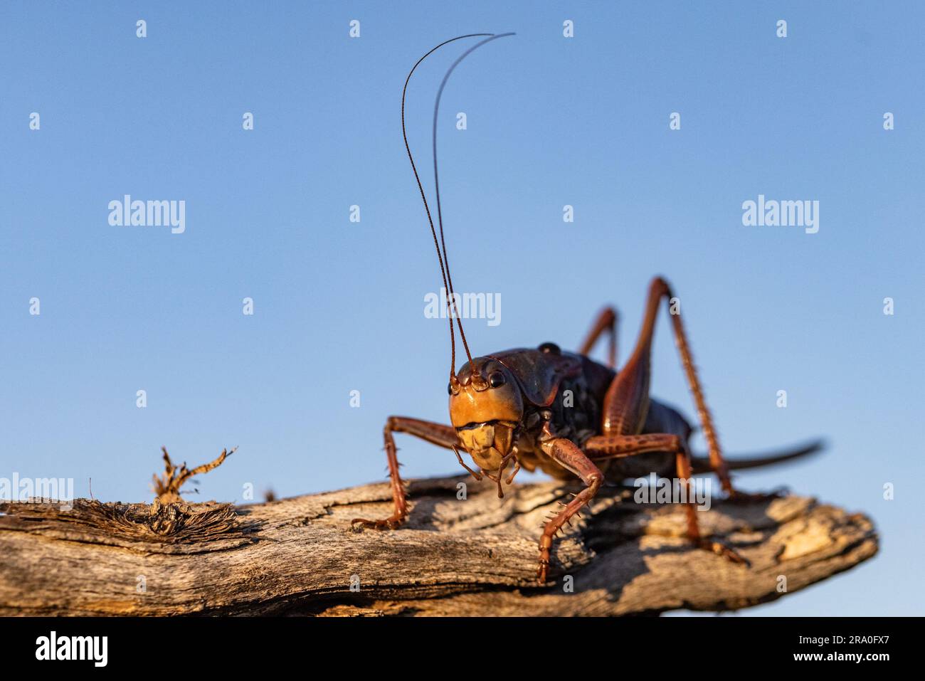 Cricket marrone dorato con lunghe antenne su un bastoncino alla luce della sera Foto Stock