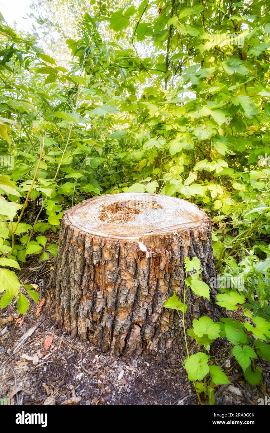Un taglio di albero in mezzo alla foresta alla fine dell'estate Foto Stock