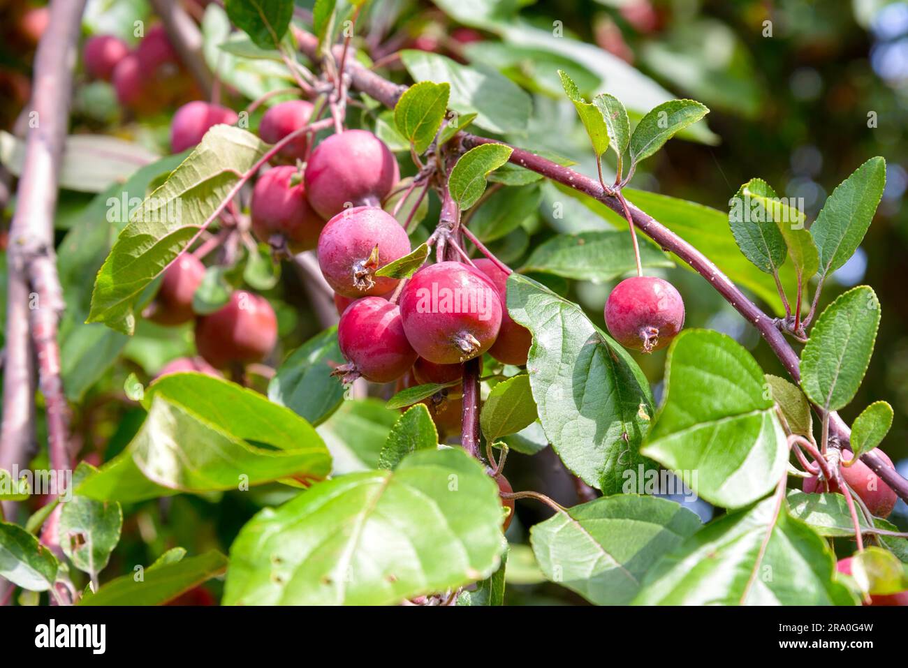 Le mele Malus RedSentinel sono buone per gelatina e marmellata. Sono molto acide e non possono essere mangiate crude Foto Stock