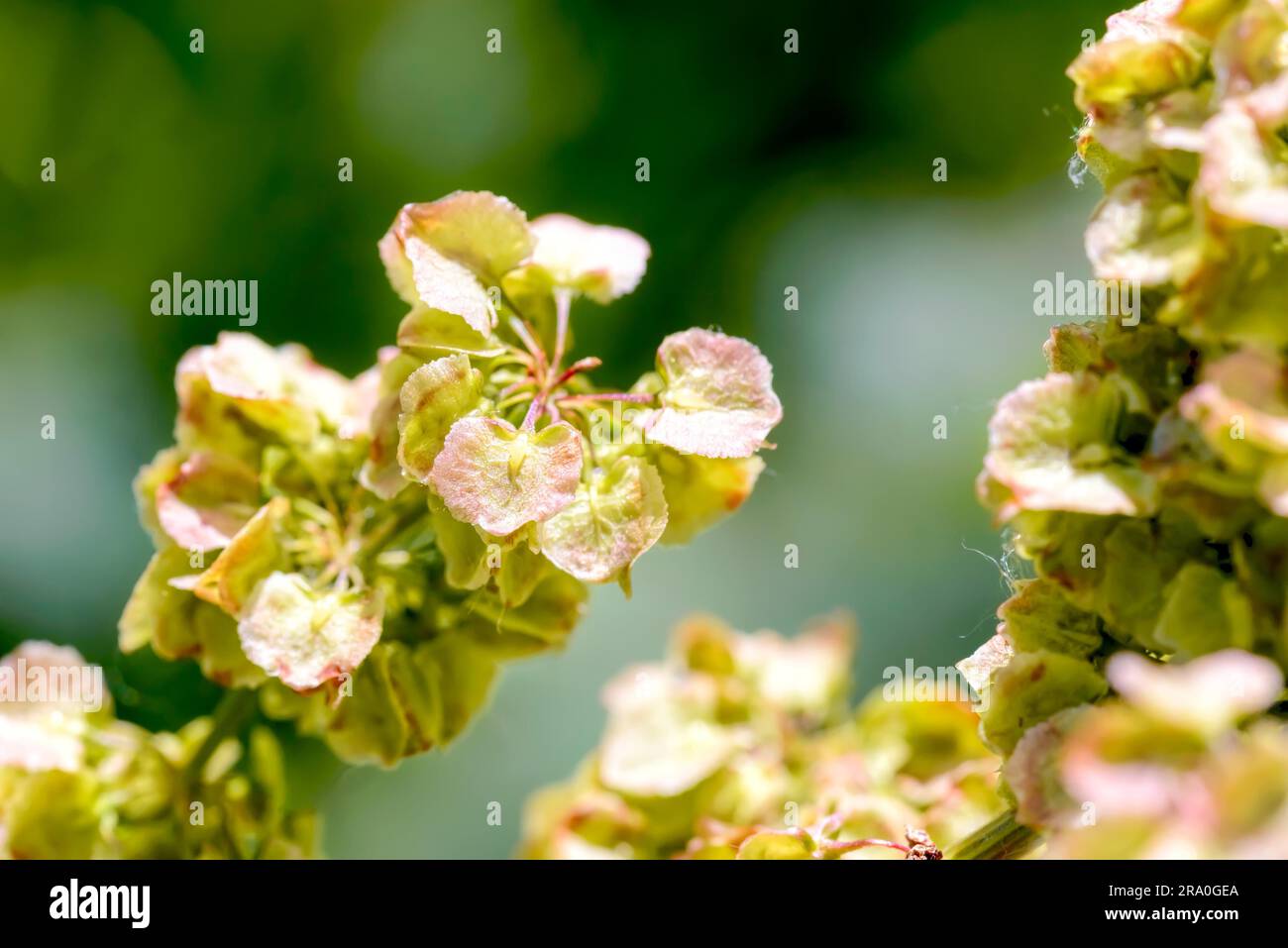 Macro dettaglio di Rumex crispus fiore sotto il caldo sole estivo Foto Stock