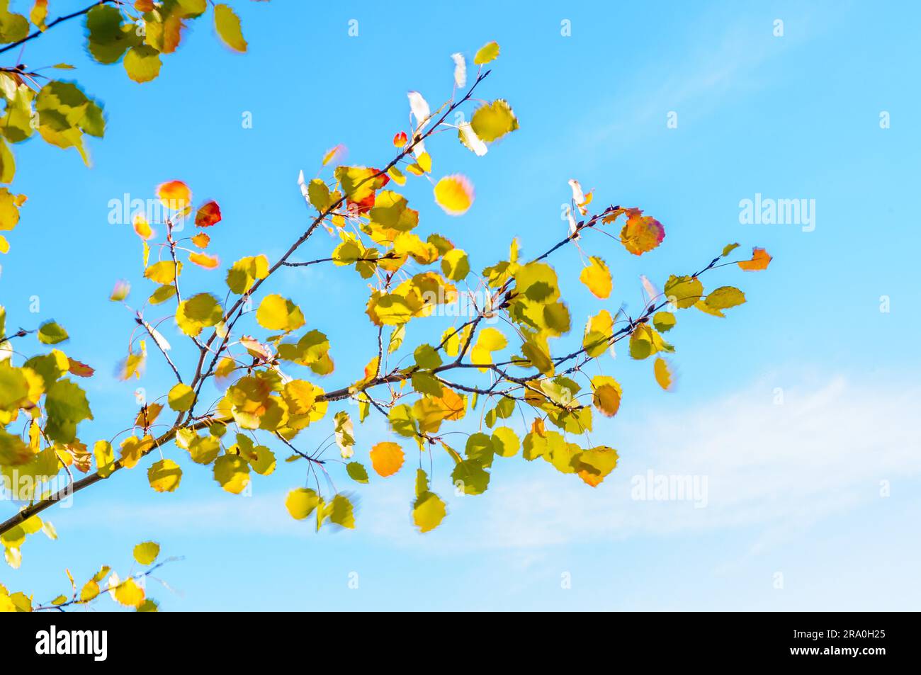 Rosso, arancione e giallo Foglie di autunno mosso da un vento freddo e cielo blu con luce bianco delle nuvole Foto Stock