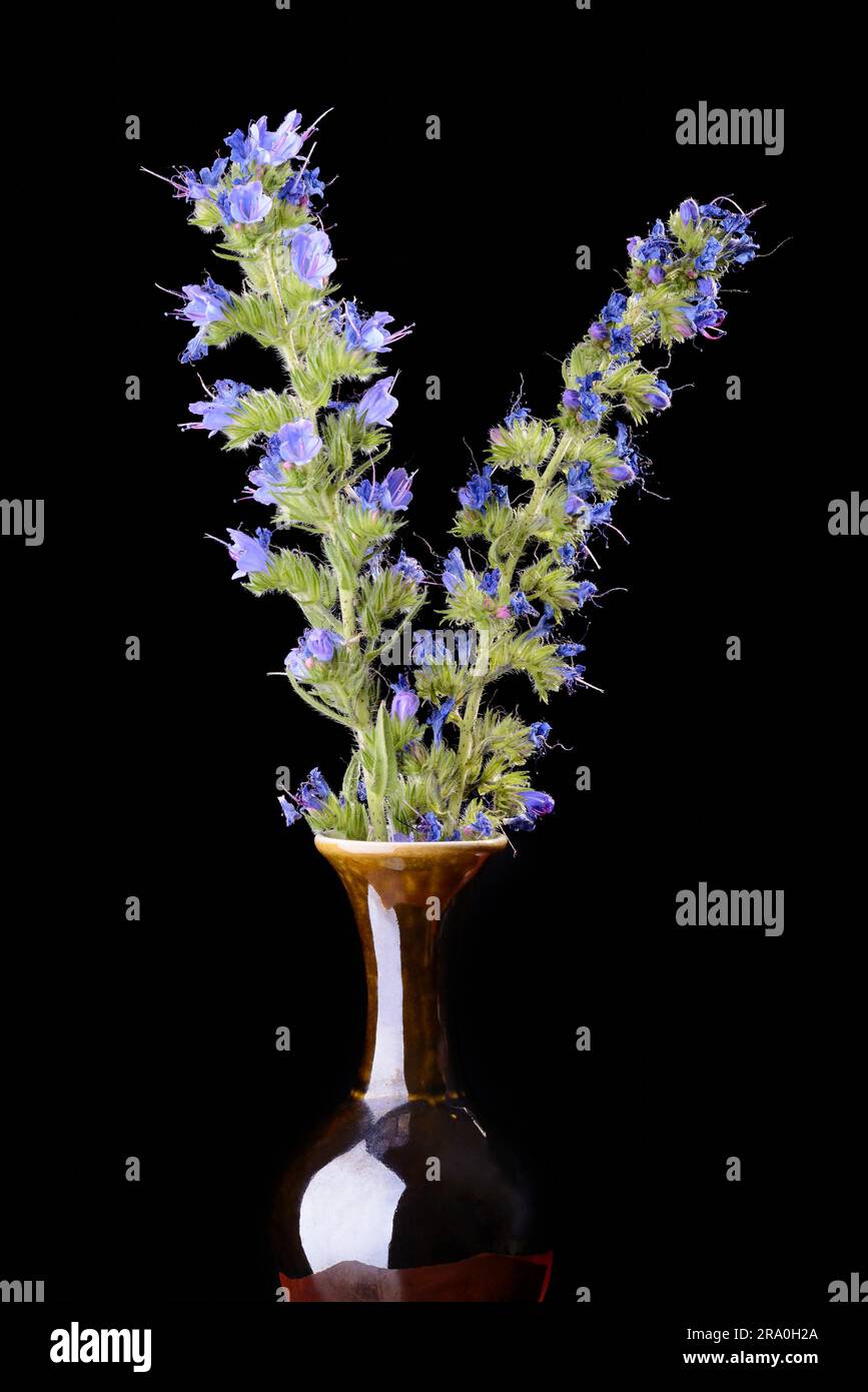 Blueweed fiori in un vaso su isolati su sfondo nero Foto Stock