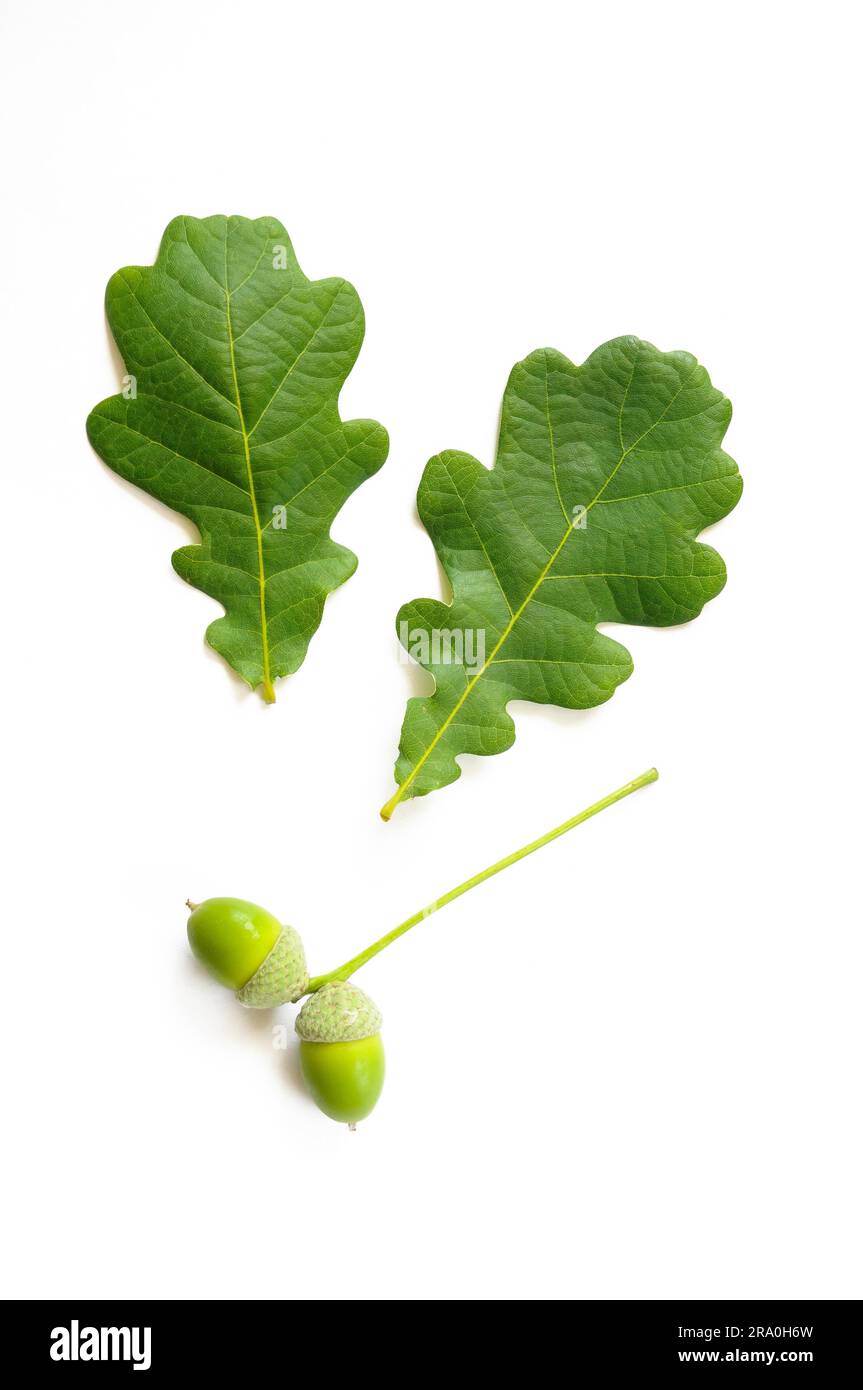 Due querce verdi foglie di albero con una coppia di verde parco naturale de los alcornocales (ghiandole) Foto Stock