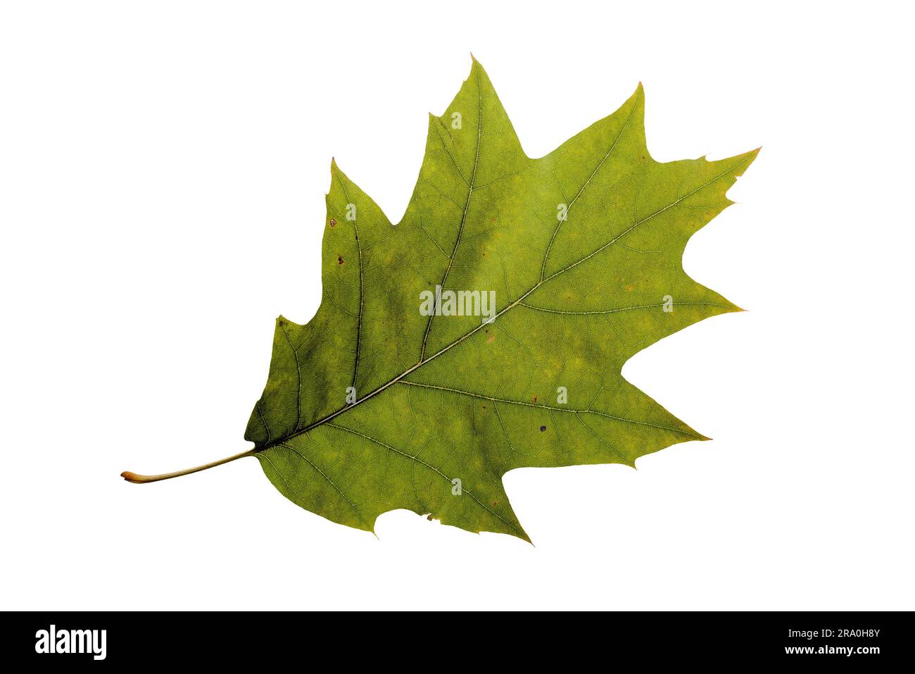Oak tree foglie con colori autunnali, isolati su sfondo bianco Foto Stock