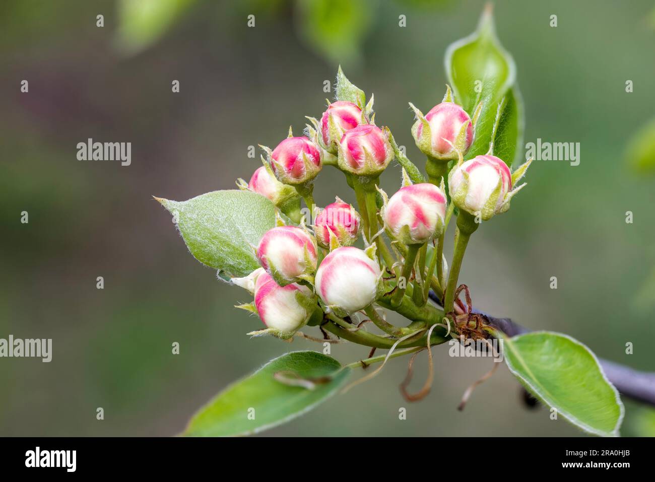 Il bianco e il rosso le gemme degli alberi da frutto, come pera, mela, mandorla o ciliegio, su un ramo, nella primavera sotto il sole Foto Stock