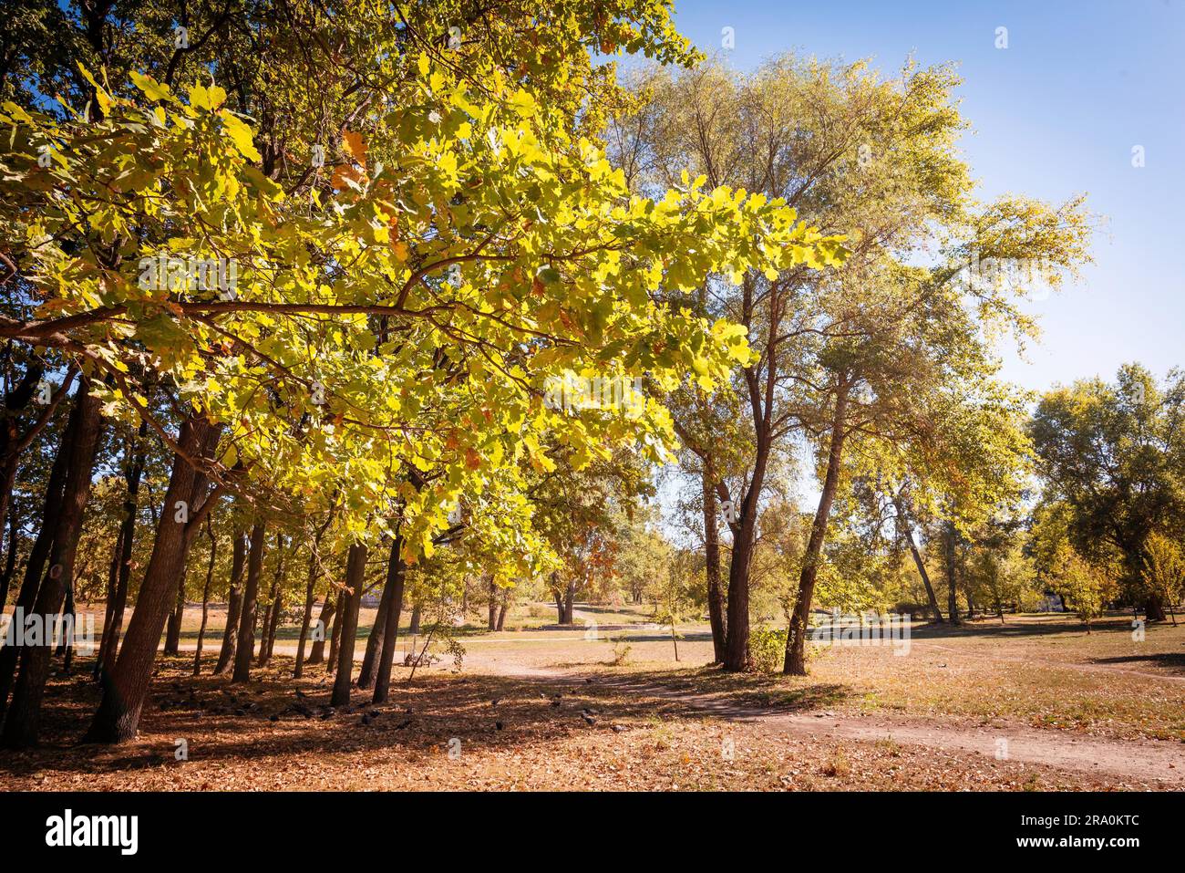 Vista di effetto di alberi nel parco Natalka a Kiev, Ucraina, all'inizio dell'autunno Foto Stock