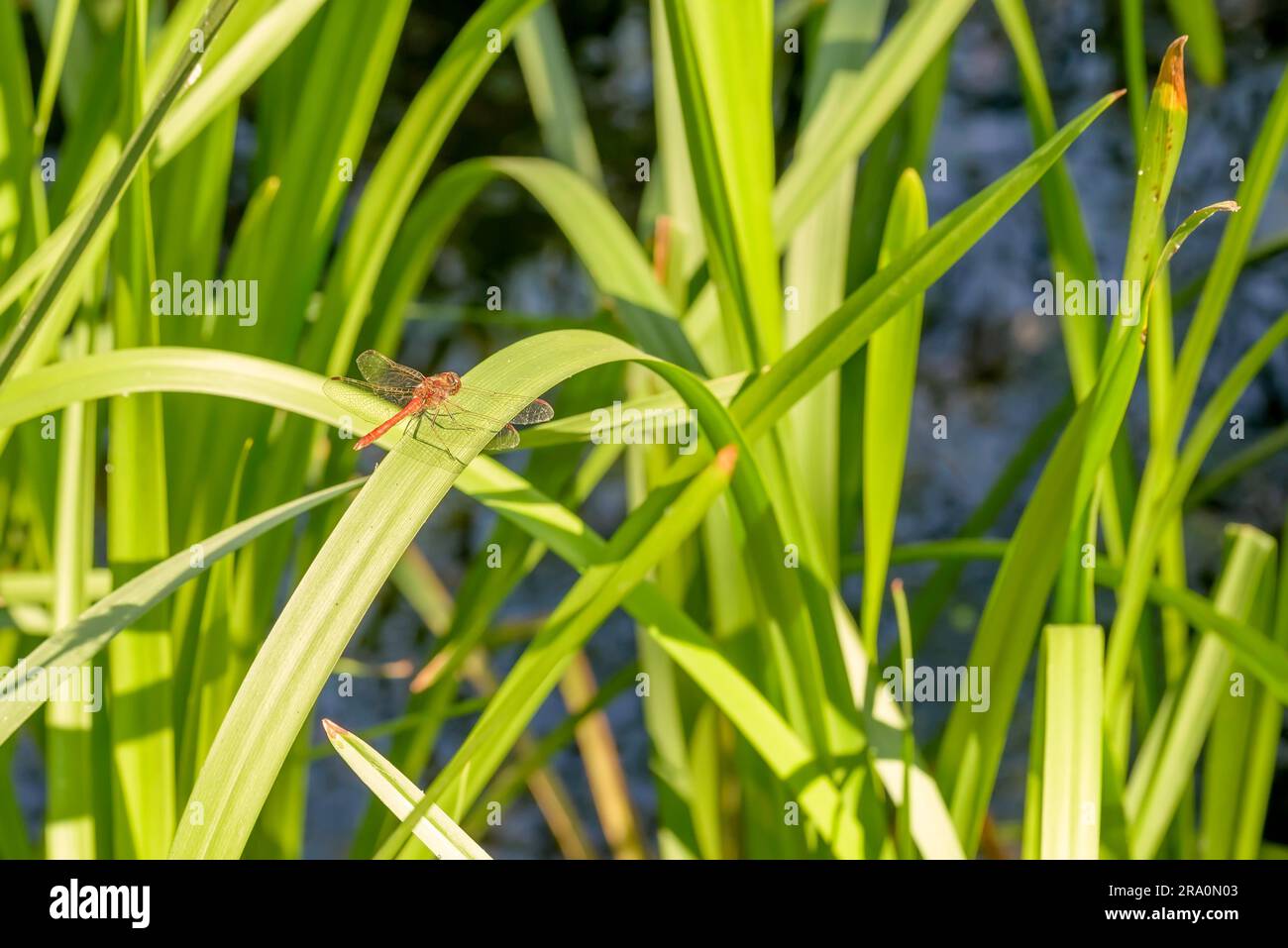 Una libellula rossa si erge su una foglia (Typha latifolia) vicino all'acqua sotto il caldo sole estivo Foto Stock