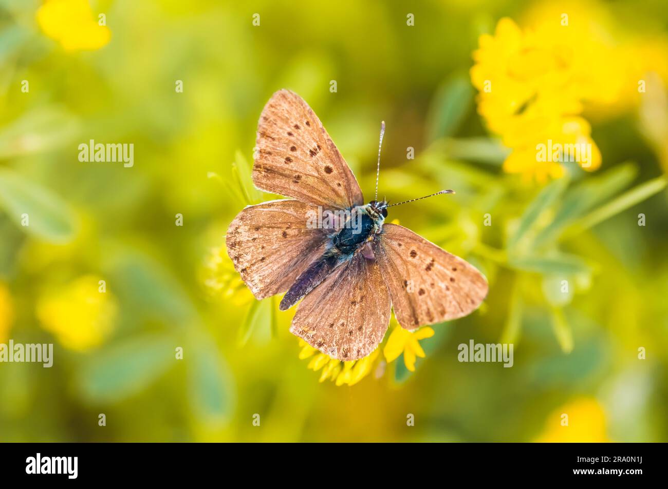 Piccola farfalla marrone con macchie nere su un fiore giallo Foto Stock