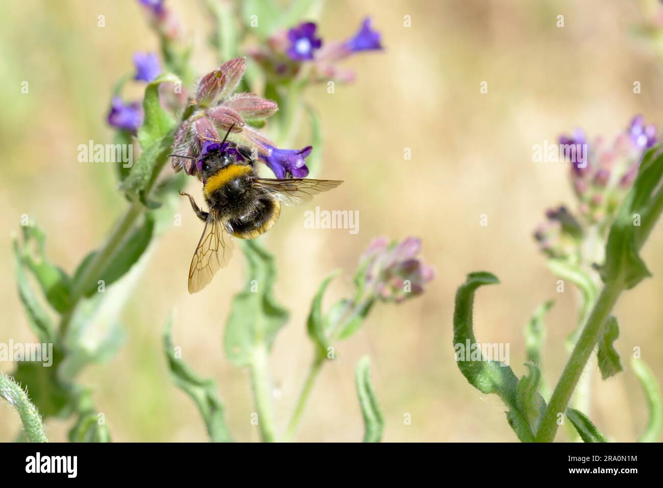 Un wild wet bee pollinici su un fiore blueweed Foto Stock