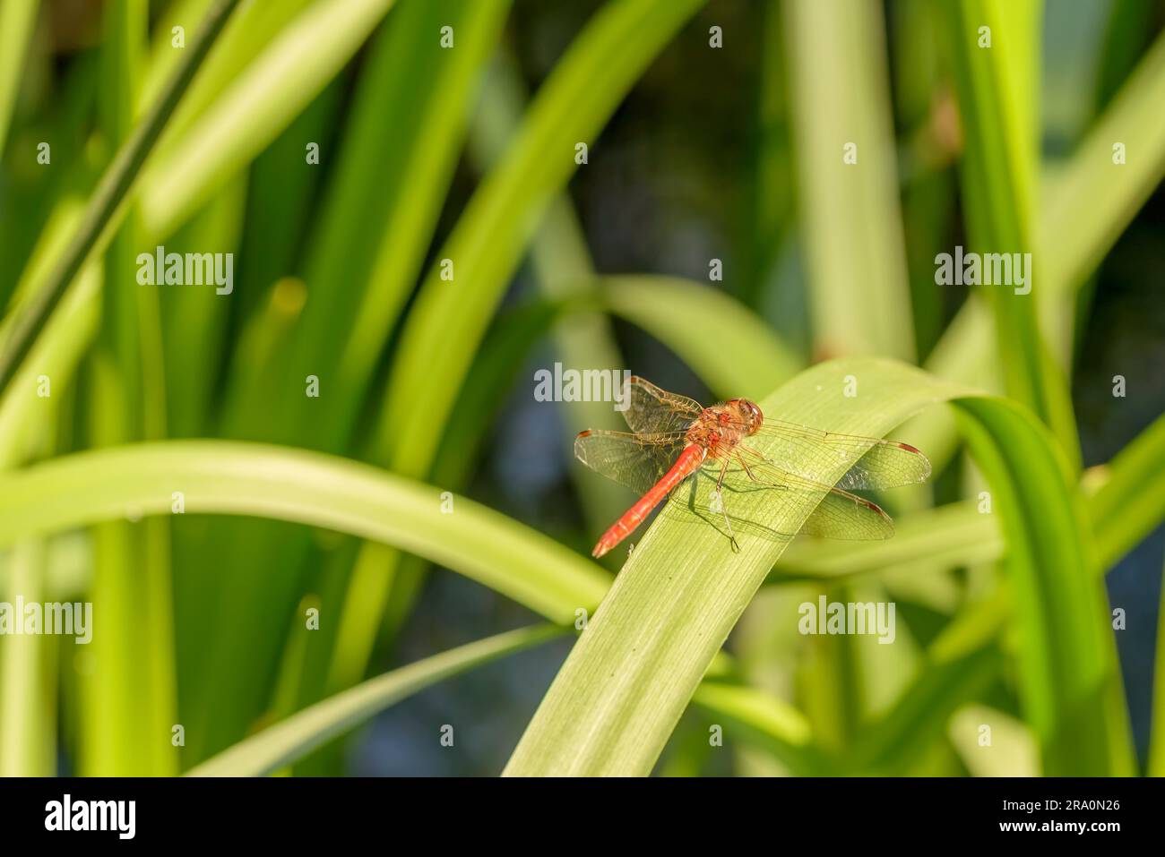Una libellula rossa si erge su una foglia (Typha latifolia) vicino all'acqua sotto il caldo sole estivo Foto Stock