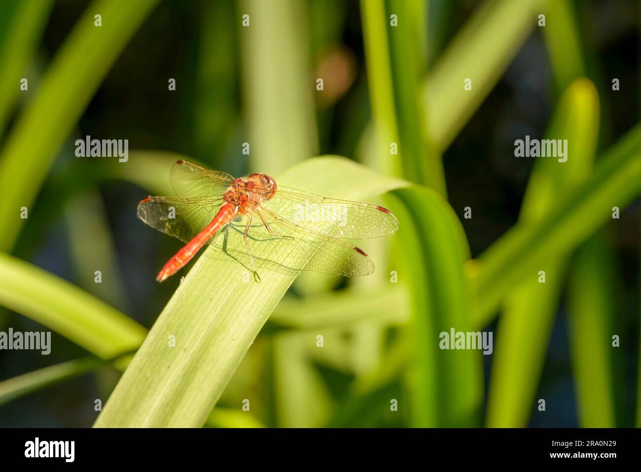 Una libellula rossa si erge su una foglia (Typha latifolia) vicino all'acqua sotto il caldo sole estivo Foto Stock
