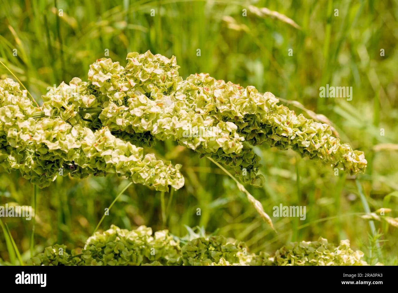 Primo piano dettaglio di Rumex crispus fiore sotto il caldo sole estivo Foto Stock