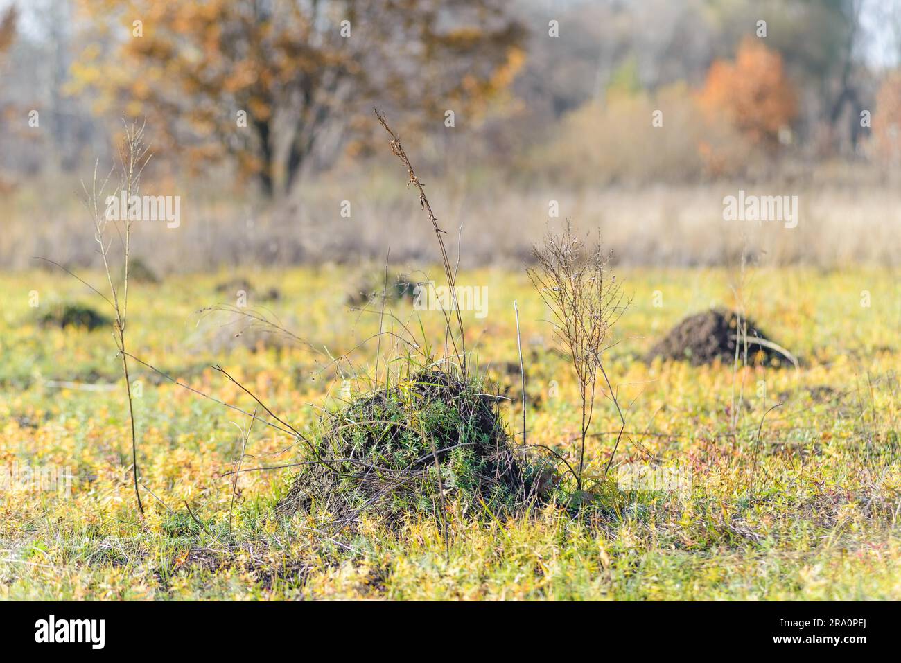 Zolla di terra chiamato molehill, causata da una mole, in un campo in autunno Foto Stock