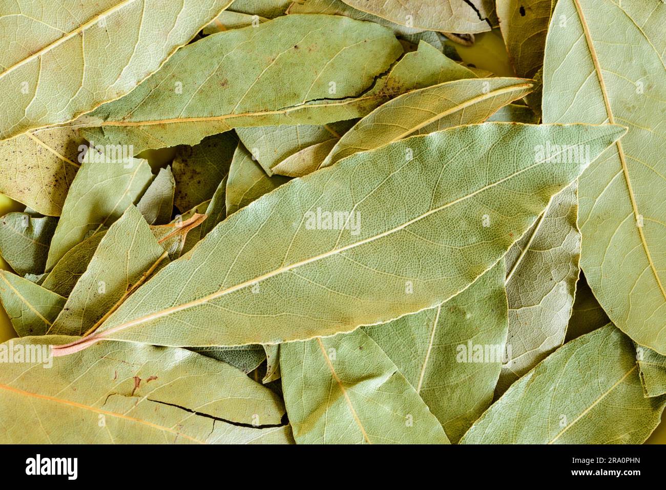 Verde a secco foglie di alloro pronti per la cottura Foto Stock