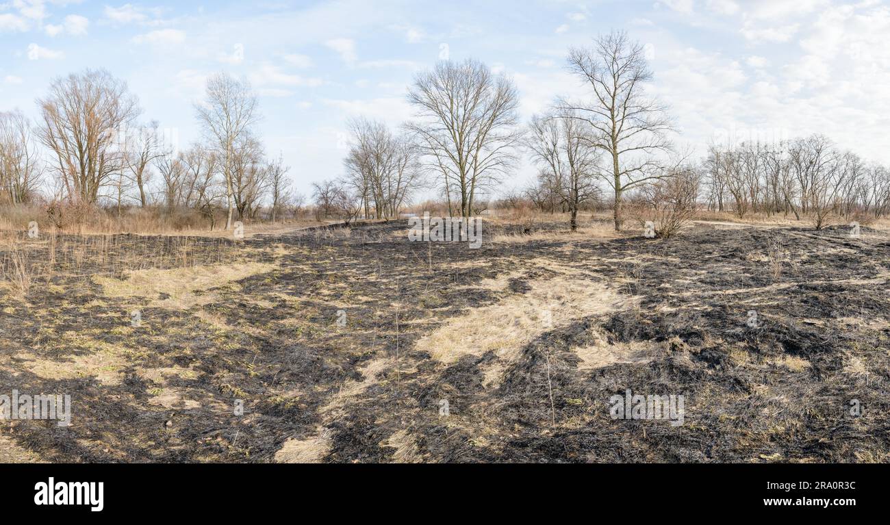 Wasteland dopo fire conseguenze: terreno asciutto, radici di alberi e cespugli vengono bruciati e devastato Foto Stock